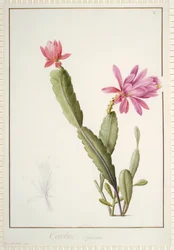 Cactus Speciosus, 1811